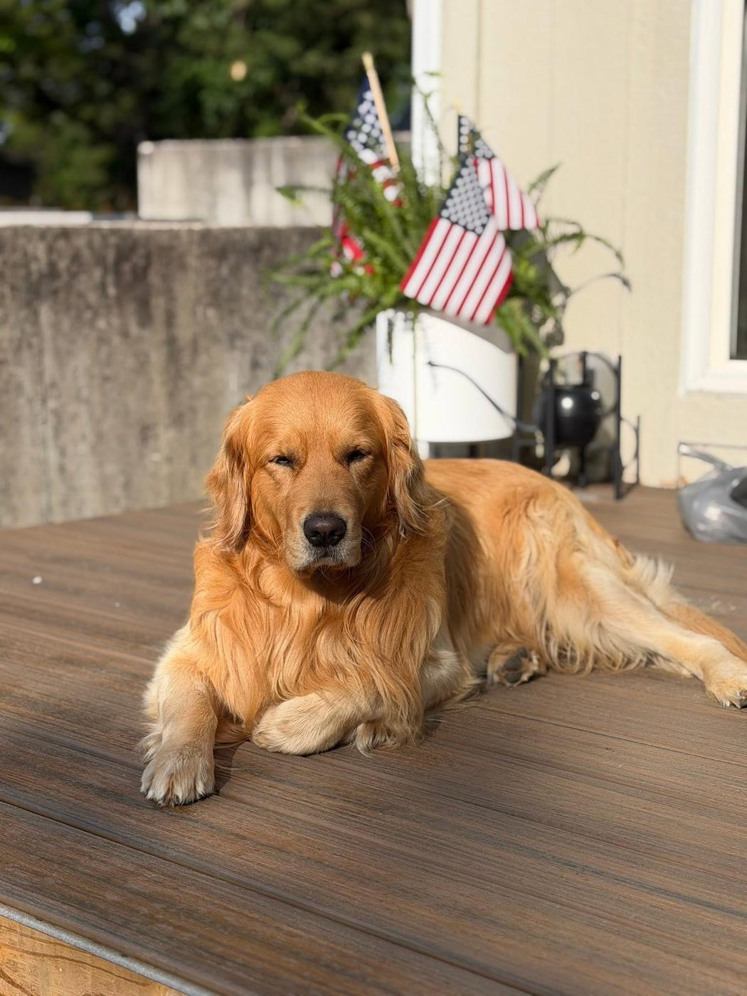 A golden retriever lying on a deck beside small American flags